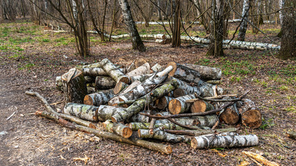 Fototapeta na wymiar A pile of birch logs in the forest