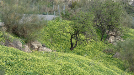 Lush green and yellow meadow