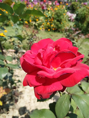 Beautiful red roses in the garden. Perfect for background. Natural