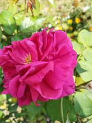 Beautiful pink roses in the garden. Perfect for background. Natural