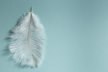 A beautiful fluffy long white feather lies vertically against a blue background.
