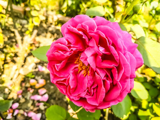 Beautiful pink roses in the garden. Perfect for background. Natural