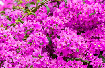 Close up of magenta Bougainvillea or paper flowers blossom in flower garden