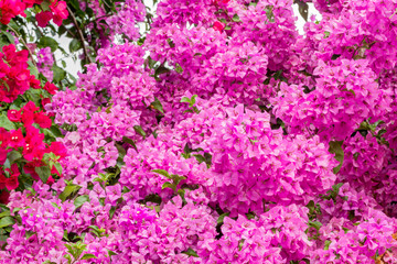 Close up of magenta Bougainvillea or paper flowers blossom in flower garden