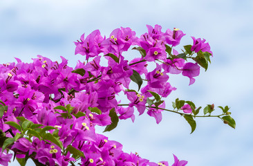 Fototapeta na wymiar Close up of magenta Bougainvillea or paper flowers blossom on cloud sky