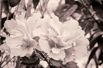 Close up of hibiscus flower blossom in black and white tone picture