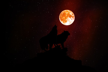 Wolf howling at the moon in the midnight