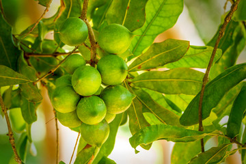 Cluster of fresh macadamia nuts hanging on its tree at fruit plantation