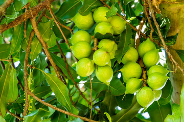 Cluster of fresh macadamia nuts hanging on its tree at fruit plantation