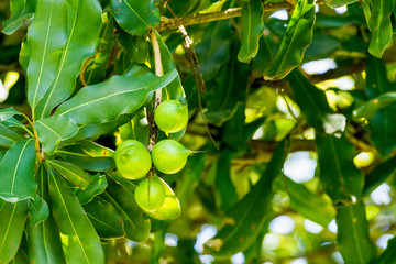 Cluster of fresh macadamia nuts hanging on its tree at fruit plantation