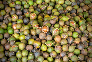 Pile of fresh macadamia nuts and nut shell background