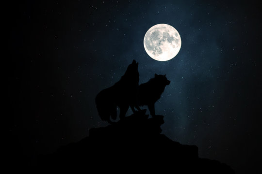 Wolf howling at the moon in the midnight