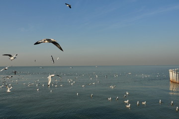 Group of Seagulls flying and floating on the sea surface , Seagull with blue sky in background at Bang Poo Recreational Retreat, Migratory birds in winter, Thailand