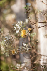 Yellow grevillea in bush vertical