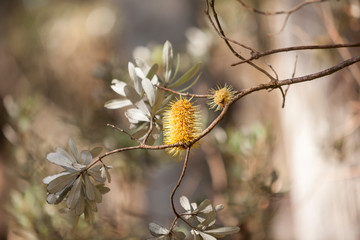 Yellow grevillea in bush horizontal
