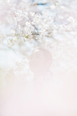 満開の桜と東洋美を備えた女性