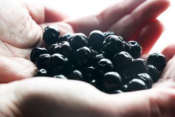 Aronia Berries Held in Hands Closeup Abstract