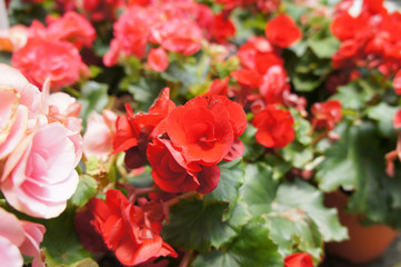 Begonia Roses planted in a plant nursery in Cameron Highland, Malaysia. Planted in small pots for easy to sale to customers.