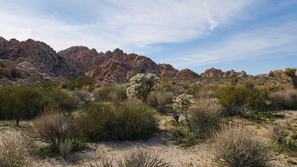 Rocky Desert Landscape with Cacti