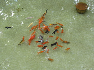 Ornamental fish with their vivid colors