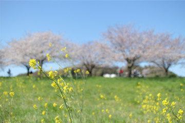 桜 菜の花 満開 青空 背景
