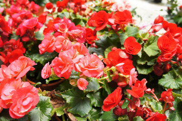 Begonia Roses planted in a plant nursery in Cameron Highland, Malaysia. Planted in small pots for easy to sale to customers.