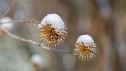 Gauting, Bavaria / Germany - Mar 22, 2020: Close up / Macro of a snow-covered Burdock (Arctium). Snow during spring time. Blurry background, panorama format.