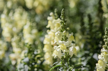 crimson antirrhinum (snapdragon) flower