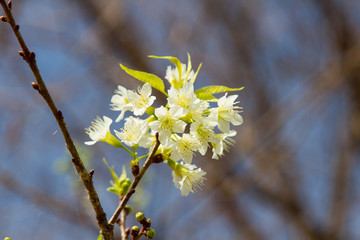 white flower 