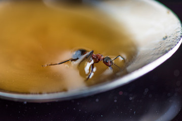 Ant crawls on a spoon of honey. Photographed in close-up.