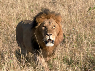 Fototapeta na wymiar male lion approaching camera at masai mara