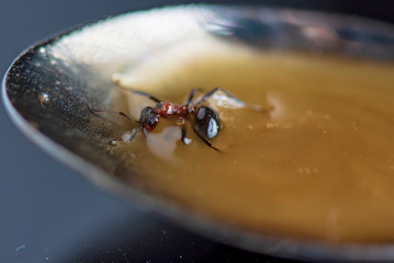 Ant crawls on a spoon of honey. Photographed in close-up.
