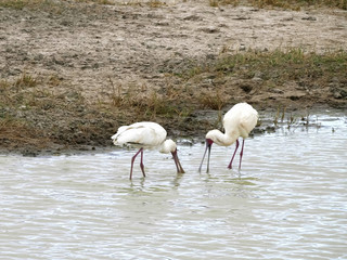 two spoonbill feeding at ngorongoro crater in tanzania