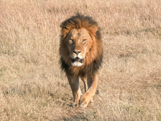 Fototapeta na wymiar a male lion approaching at masai mara