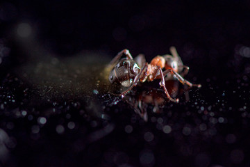 Ant against a dark background. Photographed close-up.