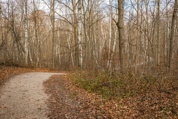 S curve walking path landscape