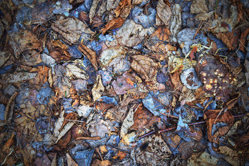 Various dry leaves on the ground. Abstract background. The view from the top. Close up.