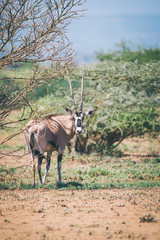 East African oryx, Oryx beisa or Beisa, antelope in the Awash National Park in Ethiopia.