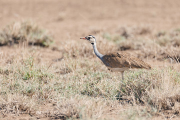 african bird white-bellied bustard or white-bellied korhaan - Eupodotis senegalensis, in Awash national park savanna. Ethiopia Africa wildlife