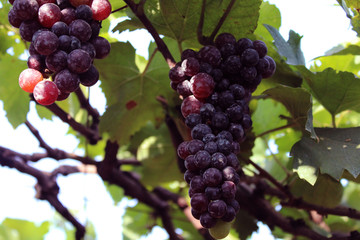 Grape Fruit With Branches