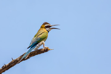 Fototapeta premium bird white-throated bee-eater (Merops albicollis) is a near passerine bird in the bee-eater family. Awash national park, Ethiopia wildlife