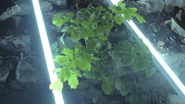 A small green bush which growing from masonry in garden is illuminated by two LED lamps at night.
