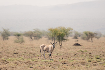 Naklejka na ściany i meble East African oryx, Oryx beisa or Beisa, antelope in the Awash National Park in Ethiopia.