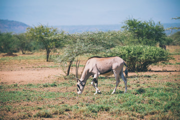 Naklejka na ściany i meble East African oryx, Oryx beisa or Beisa, antelope in the Awash National Park in Ethiopia.