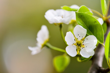Fototapeta premium Flowers of the cherry blossoms on a spring day