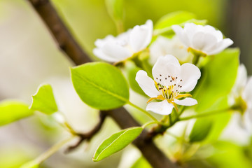 Flowers of the cherry blossoms on a spring day
