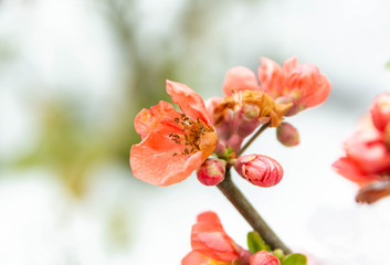 Obraz premium ボケの花