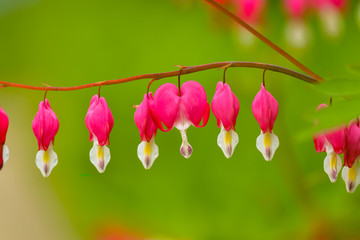 Red bleeding heart flowers bloom in the spring perennial garden.