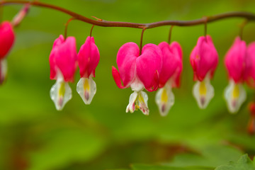 Obraz premium Red bleeding heart flowers bloom in the spring perennial garden.