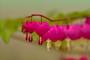 Red bleeding heart flowers bloom in the spring perennial garden.